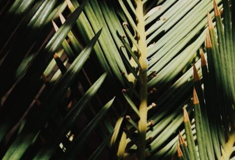 green palm tree during daytime